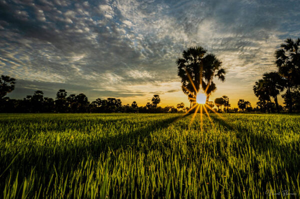 Chau Doc Rice Fields