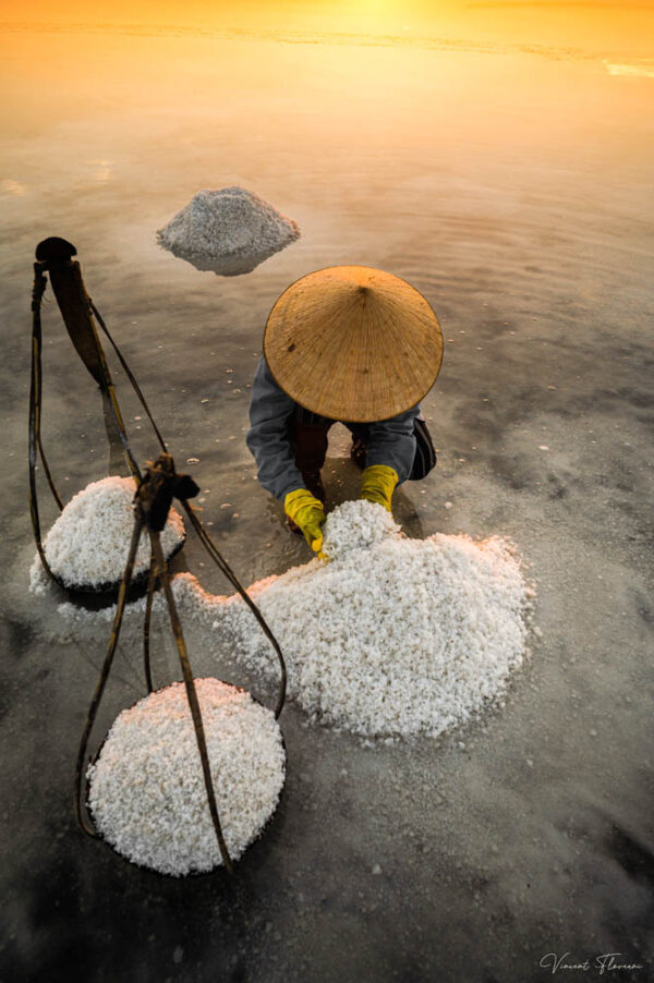 Rice Harvesting Season Vietnam